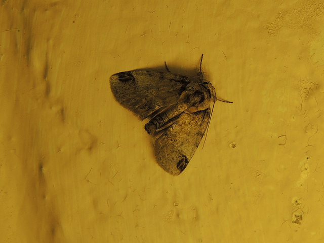 Maryland Biodiversity Project - Sleeping Baileya Moth (Baileya dormitans)