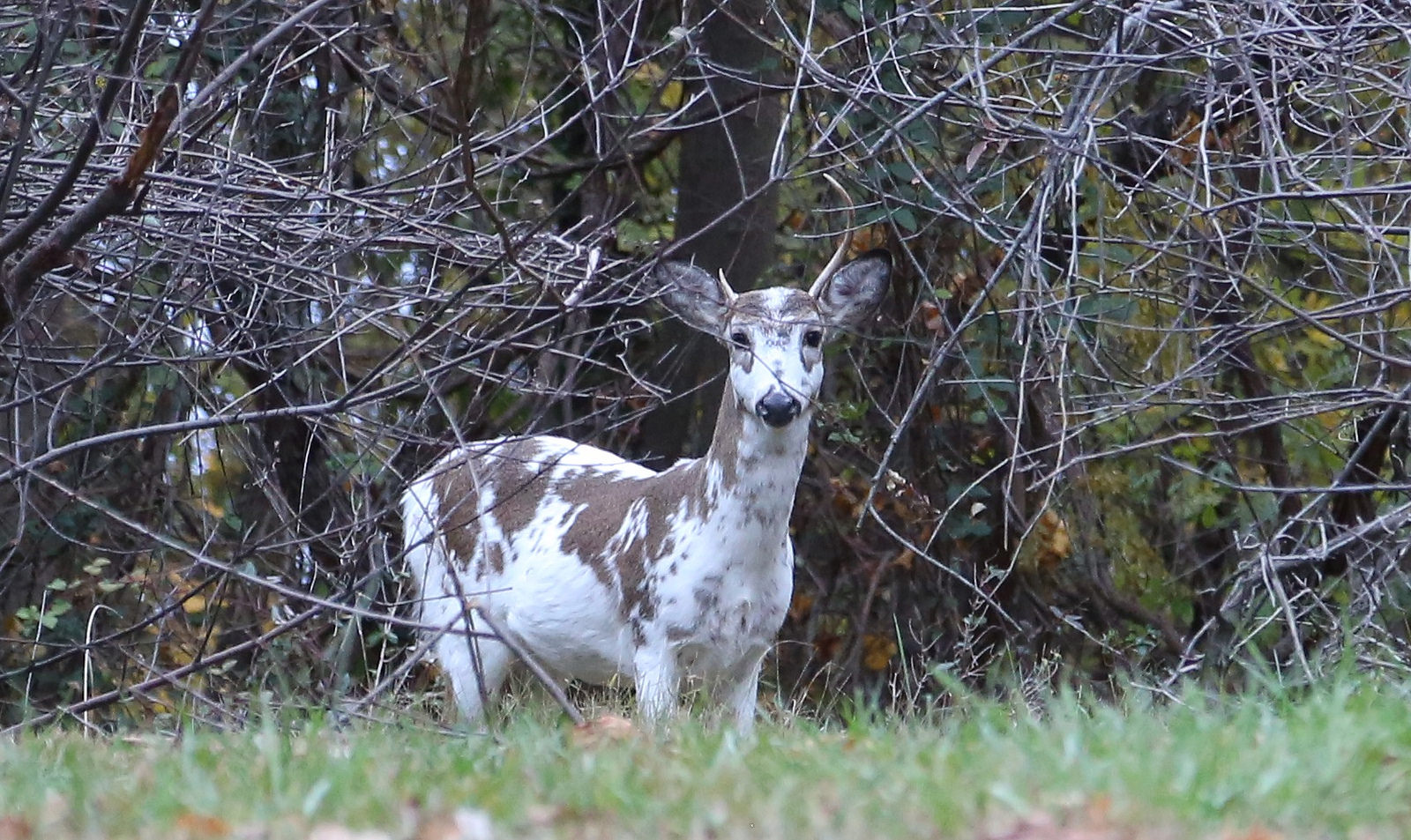 Maryland Biodiversity Project - Record ID: 1073022