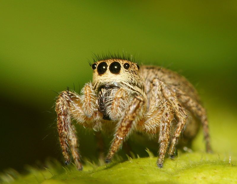 Maryland Biodiversity Project - Habronattus coecatus