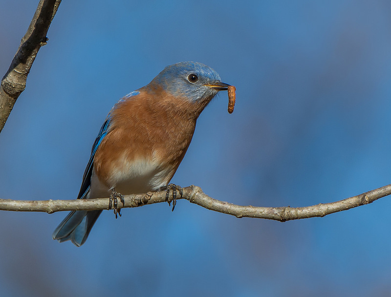 Maryland Biodiversity Project - Eastern Bluebird (Sialia sialis)