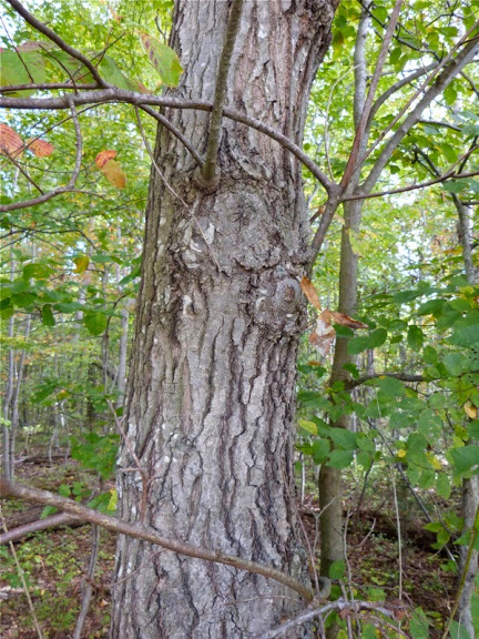 About Shingle Oak - Maryland Biodiversity Project