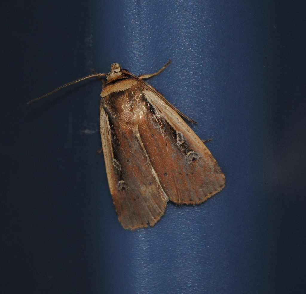 Flame-shouldered Dart Moth