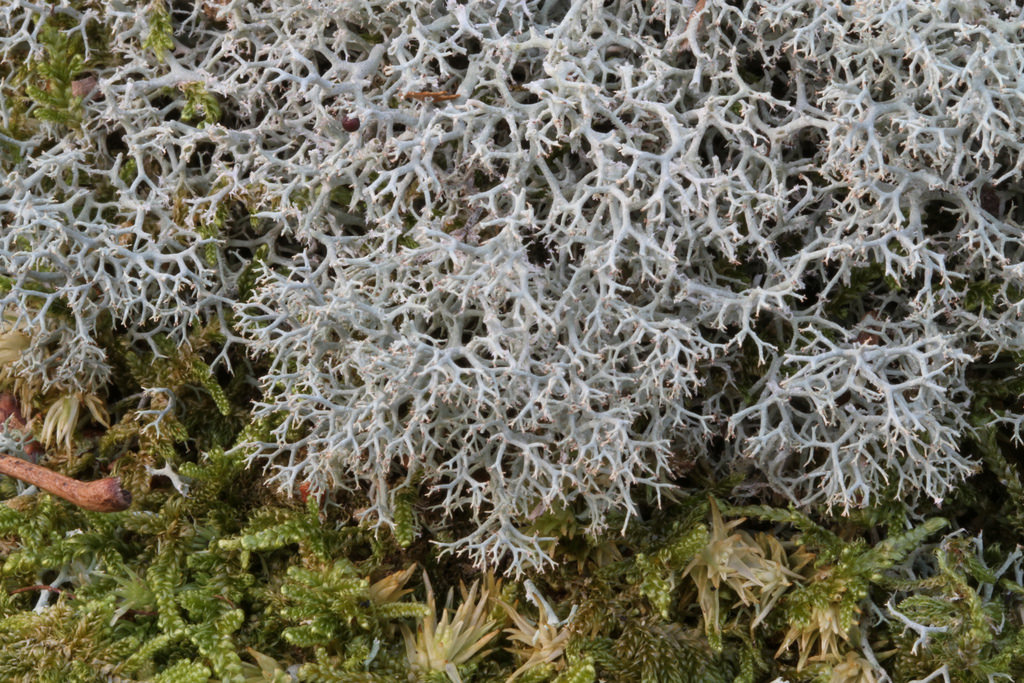 Provings - School of Homeopathy - Reindeer Moss (Cladonia Rangiferina)