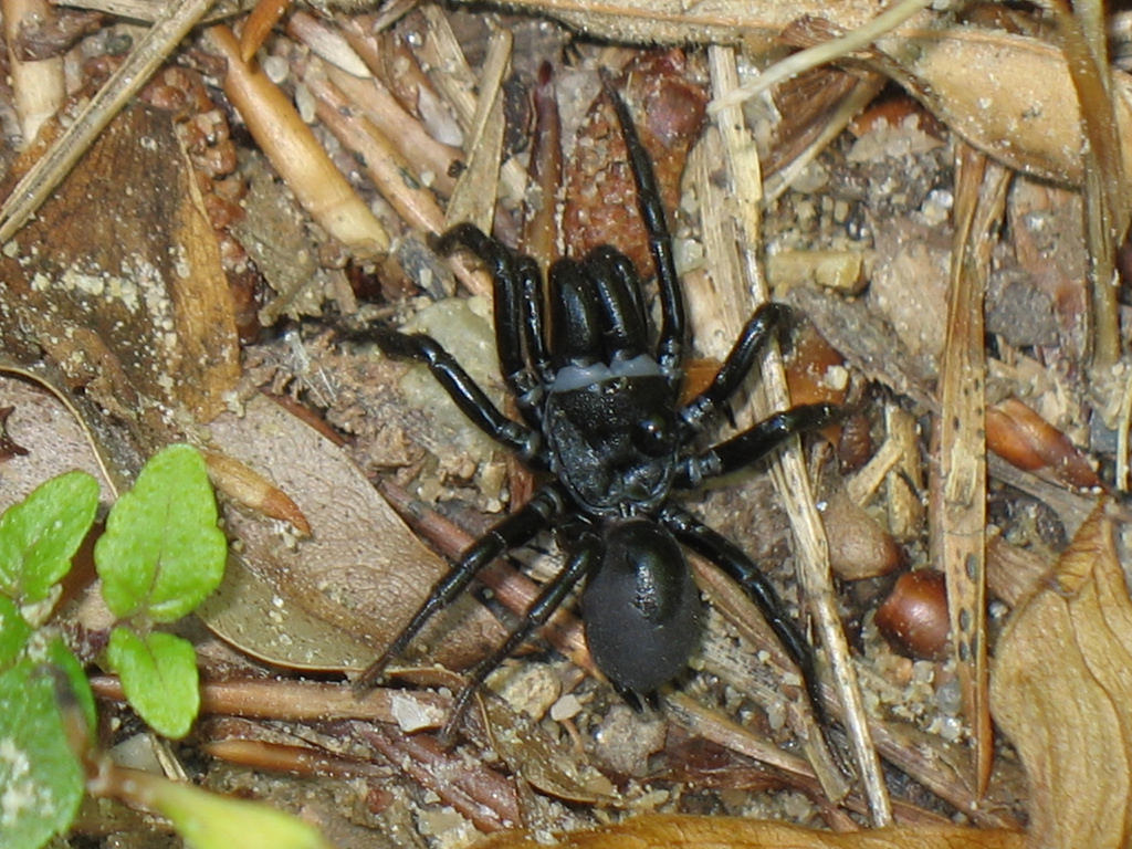 Maryland Biodiversity Project - Black Purseweb Spider (Sphodros niger)