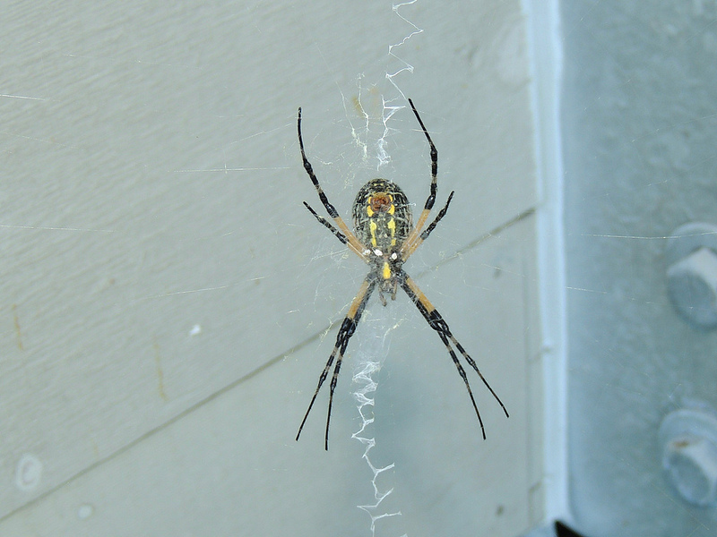 Maryland Biodiversity Project Yellow Garden Spider Argiope Aurantia