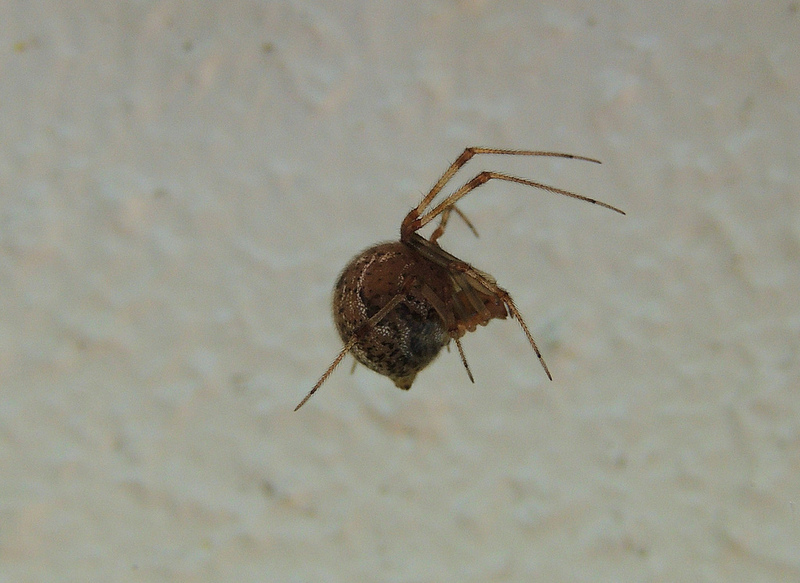 Spider Spotlight: House Spiders · ExtermPRO