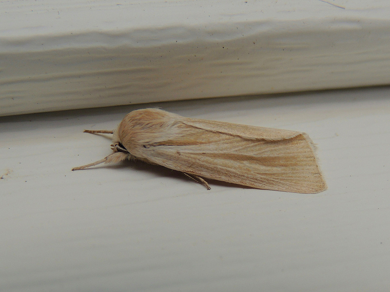 Maryland Biodiversity Project - Henry's Marsh Moth (Acronicta insularis)
