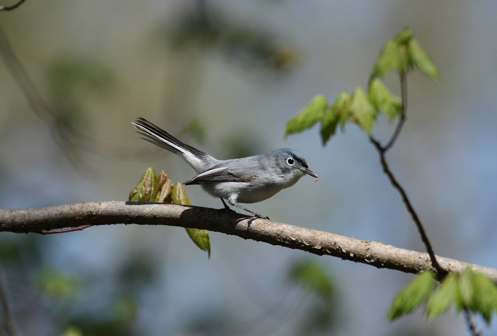 Ohio Birds and Biodiversity: Blue-gray Gnatcatcher