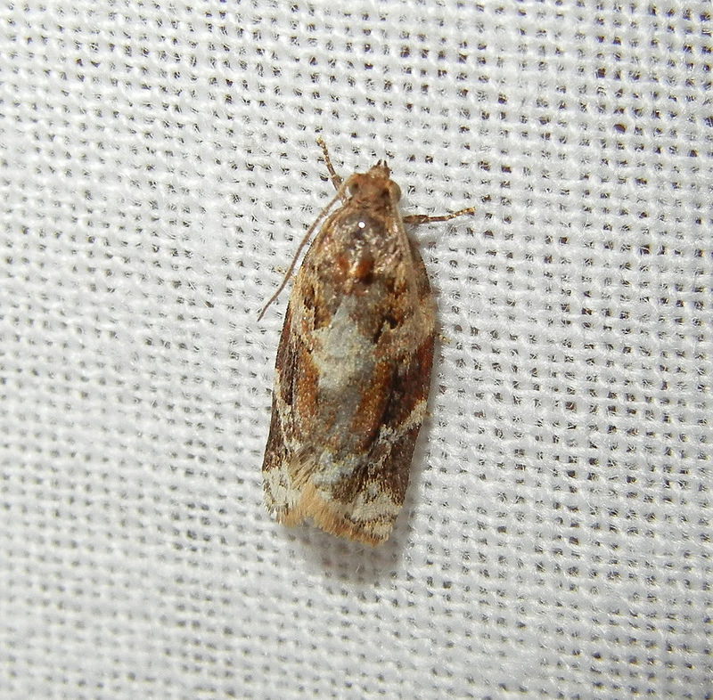 Maryland Biodiversity Project - Red-banded Leafroller Moth ...