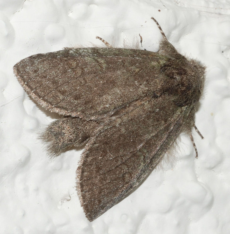 Maryland Biodiversity Project - Drab Prominent Moth (Misogada unicolor)