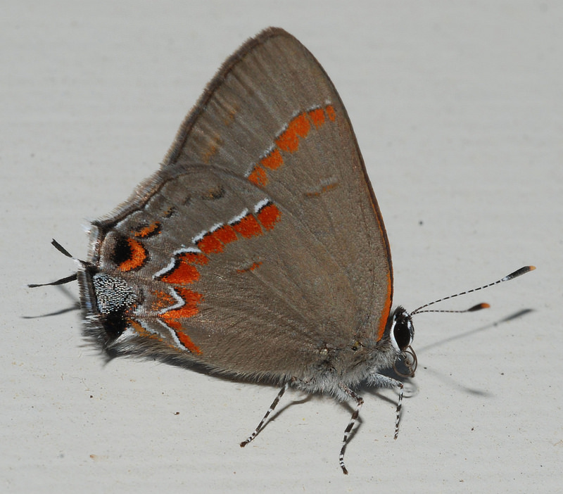 Red-Banded Hairstreak  Missouri Department of Conservation