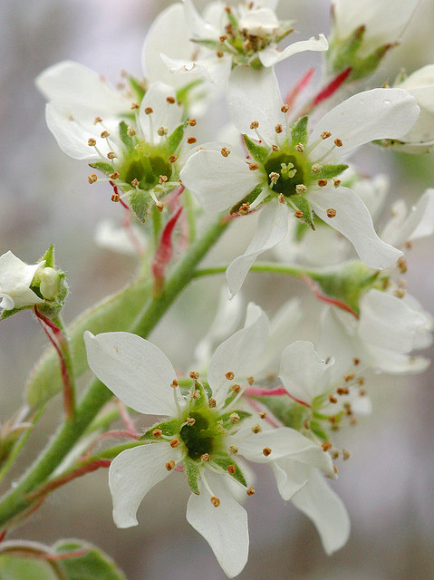 Note the red stipules on the flowers of the Canadian Serviceberry in Hyde Park, Massachusetts (4/28/2008).