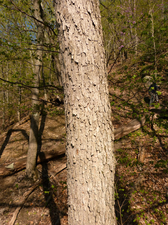 Chinkapin Oak | Glen Arboretum