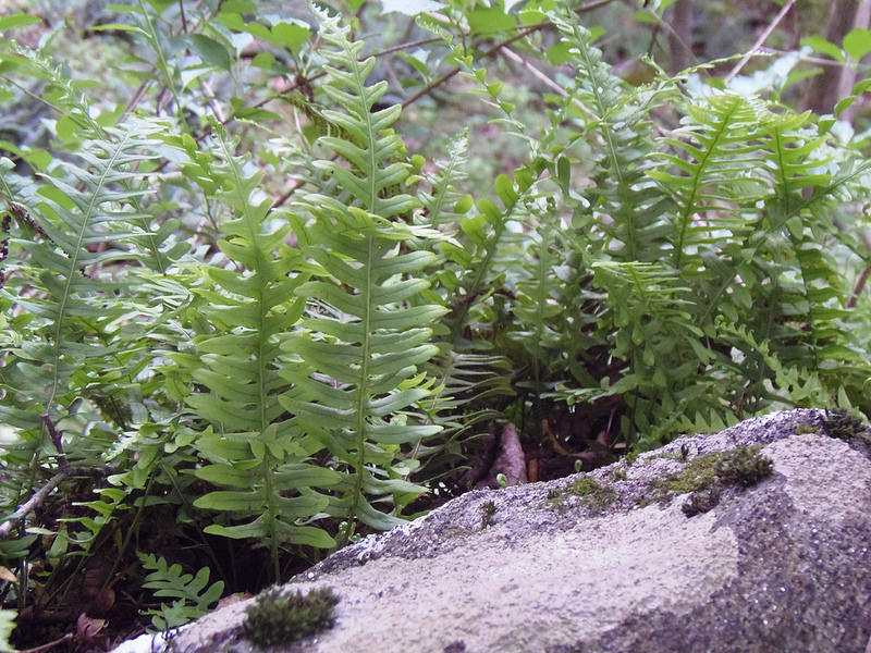 Maryland Biodiversity Project - Common Polypody (Polypodium virginianum)