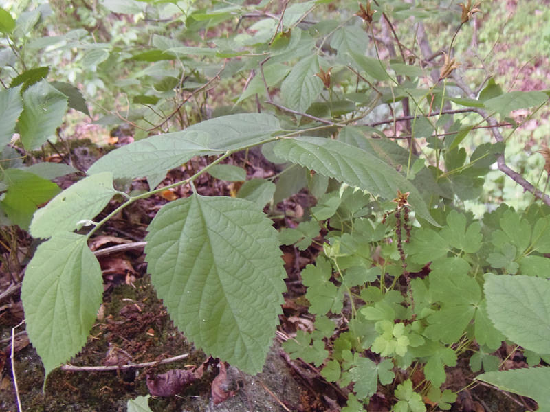 Common Hackberry in Howard Co., Maryland (6/4/2015).