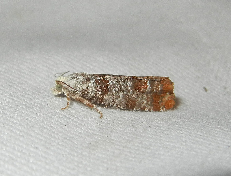 Maryland Biodiversity Project - Pitch Twig Moth (Retinia comstockiana)