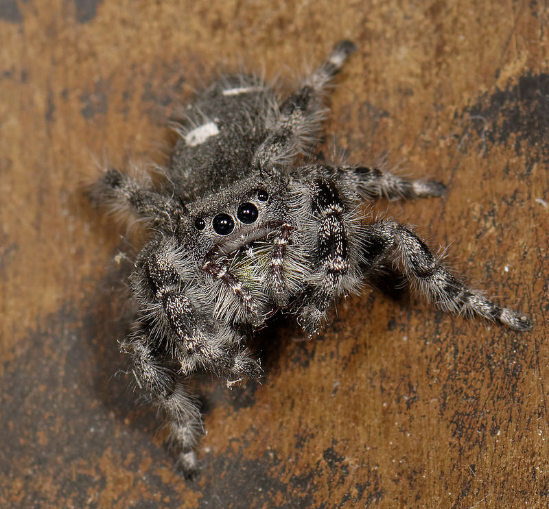 Stewart Wood - Female Phidippus Regius jumping spider. I