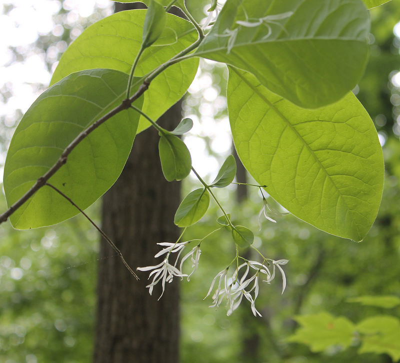 How to Identify the American Basswood, Washington University Arboretum