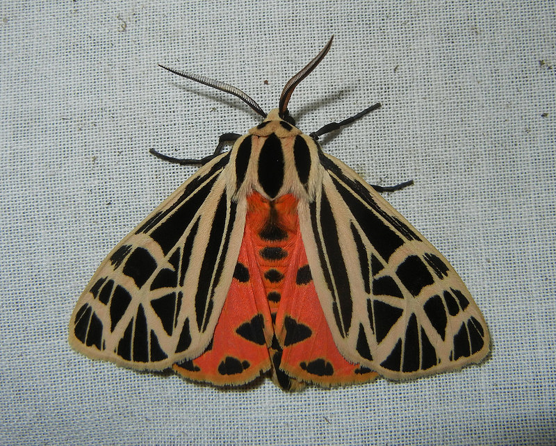 Maryland Biodiversity Project - Virgin Tiger Moth (Apantesis virgo)