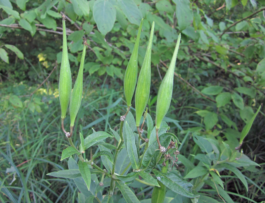 Maryland Biodiversity Project - Record ID: 1073022