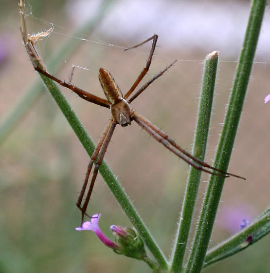 Maryland Biodiversity Project Yellow Garden Spider Argiope