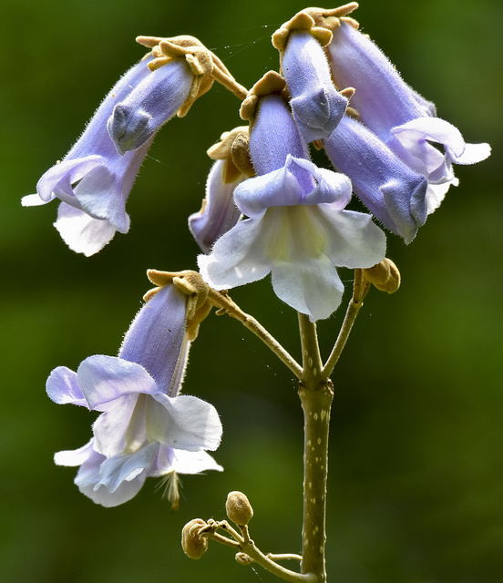 A Princess Tree in Baltimore Co., Maryland (5/6/2015).