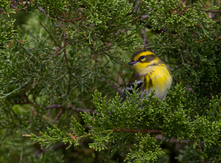 A Townsend's Warbler at Bayside, Assateague Island, Maryland (9/18/2011). Found by Dave Czaplak and Mary Ann Todd on 9/17/2011, this was Maryland's third record, a new species for the Eastern Shore of Maryland, and a first record for Worcester County.
