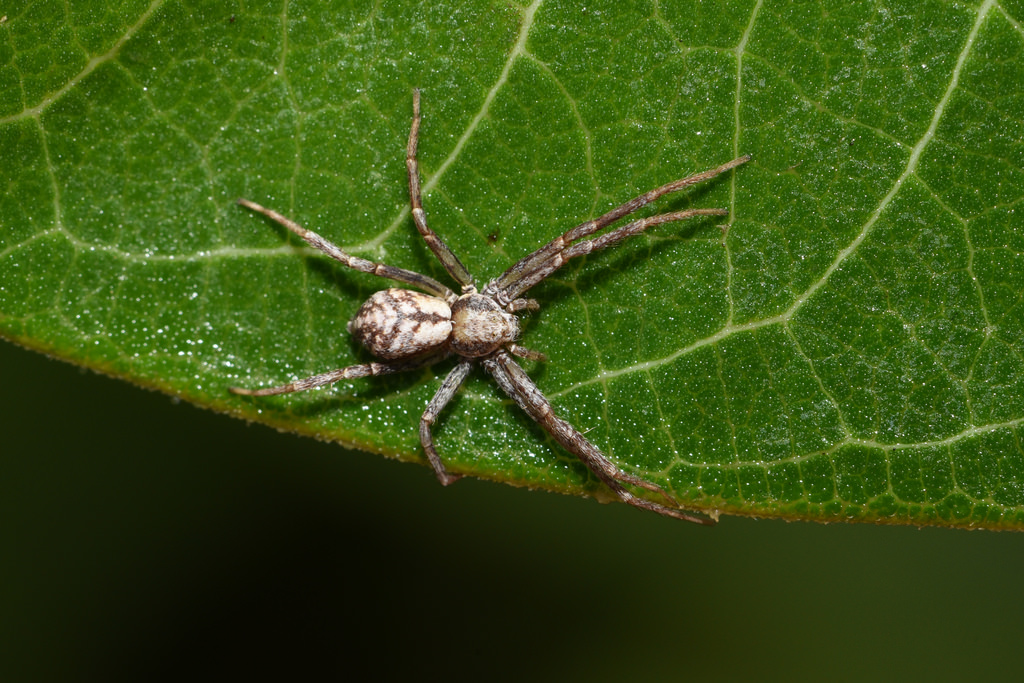 Maryland Biodiversity Project - Late summer and fall is prime spider season  in Maryland. According to Wikipedia, nearly 46,000 living species of  spiders (order Araneae) have been identified and [those species] are