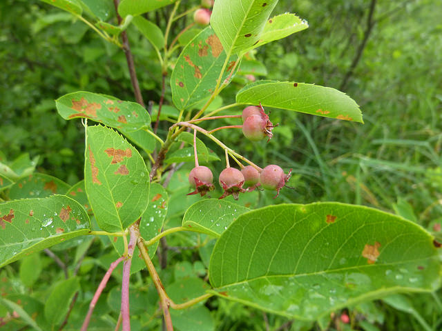 Allegheny Serviceberry in Garrett Co., Maryland (7/16/2015).