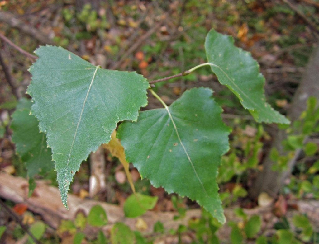 Gray Birch (dorsal leaf surface) in Howard Co., Maryland (10/14/2015).