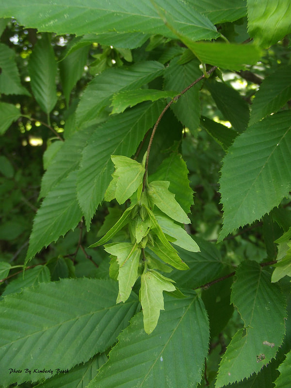 American Hornbeam in Allegany Co., Maryland (7/12/2015).