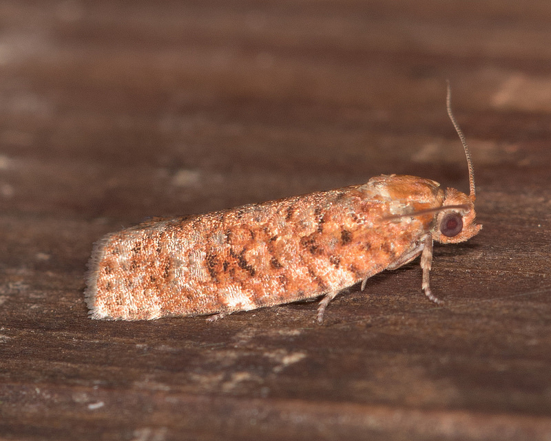 Maryland Biodiversity Project - Jack Pine Budworm Moth (Choristoneura ...
