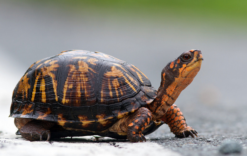 Maryland Biodiversity Project - Eastern Box Turtle (Terrapene carolina)