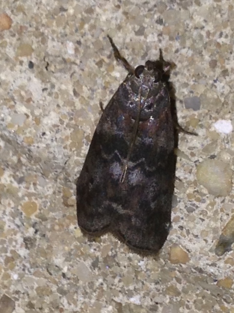 Locust Leafroller Moth