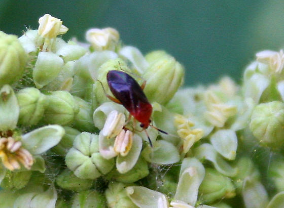 Azalea Plant Bug
