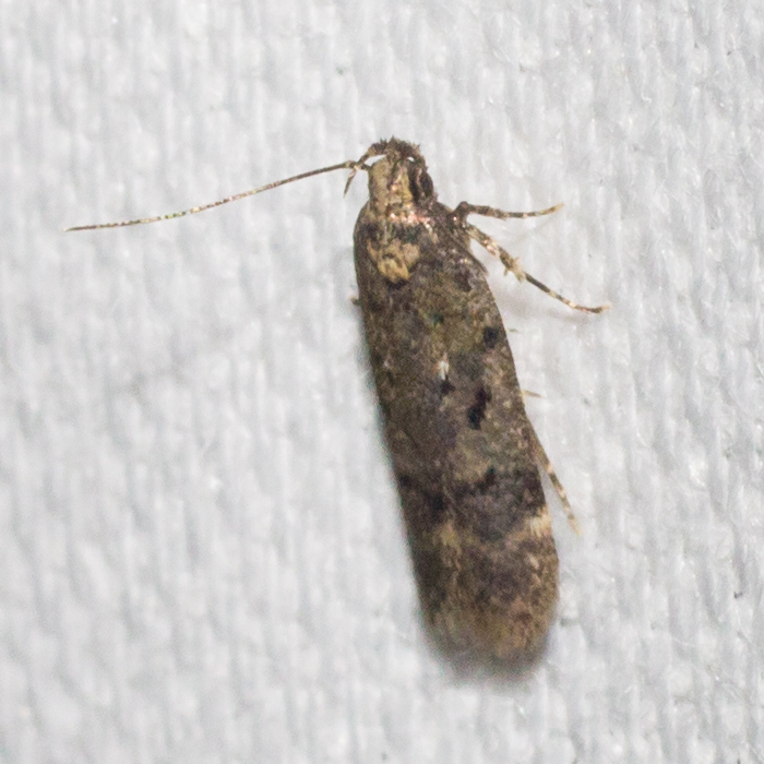 Maryland Biodiversity Project - Boxelder Leafworm Moth (Chionodes ...