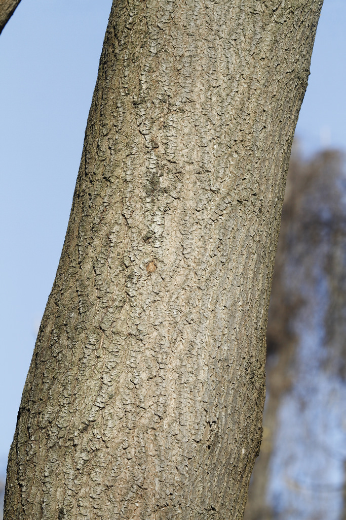 Princess Tree (trunk) in Harford Co., Maryland (12/6/2015).