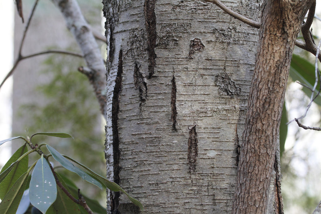 Sweet Birch (mature trunk) in Harford Co., Maryland (12/6/2015).