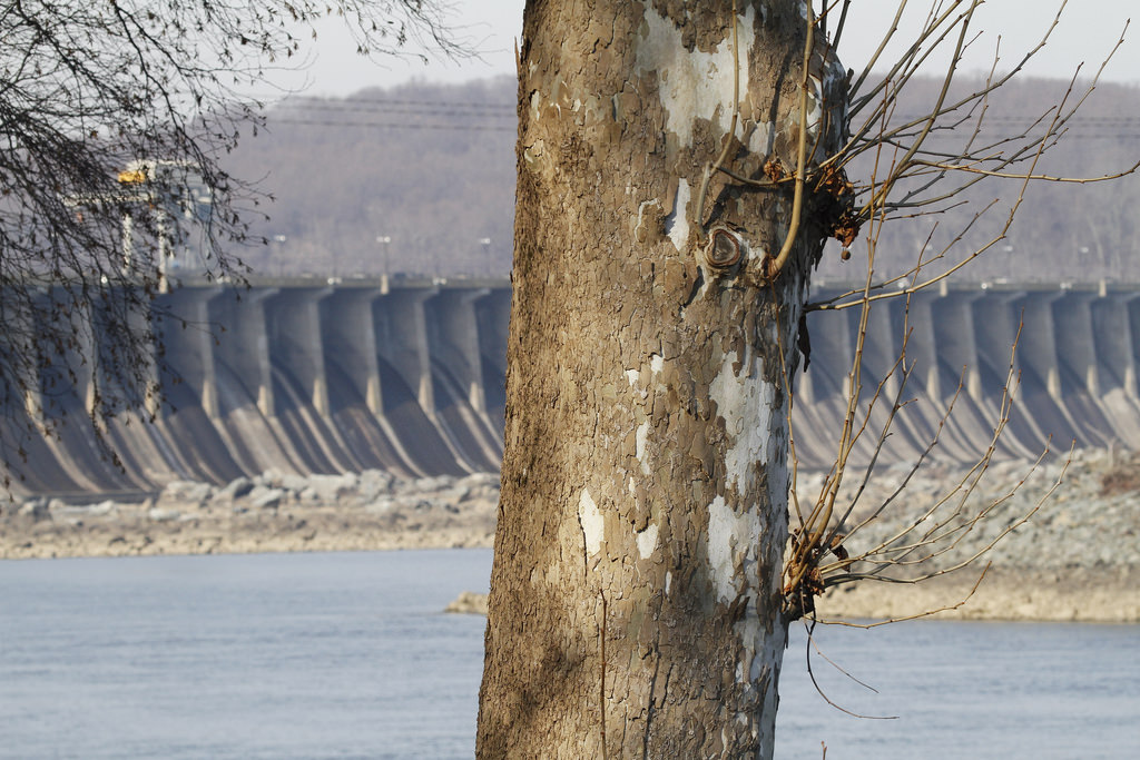 An American Sycamore along the Susquehanna River at Conowingo Dam in Harford Co., Maryland (12/6/2015).