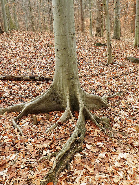 An American Beech with atypical roots in Howard Co., Maryland (12/12/2015).