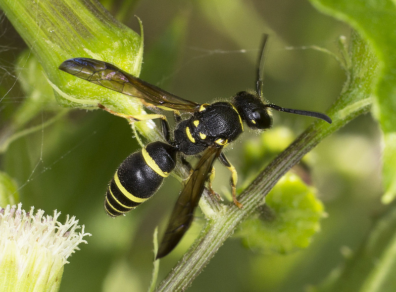 Maryland Biodiversity Project - Ancistrocerus adiabatus