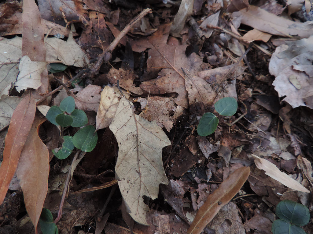 Partridgeberry in Worcester Co., Maryland (2/20/2016).