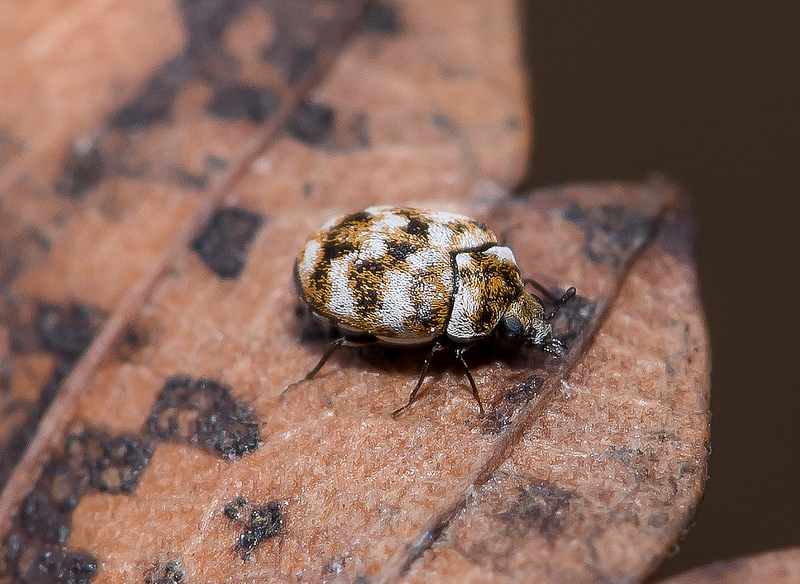 Varied Carpet Beetle - Anthrenus verbasci - International