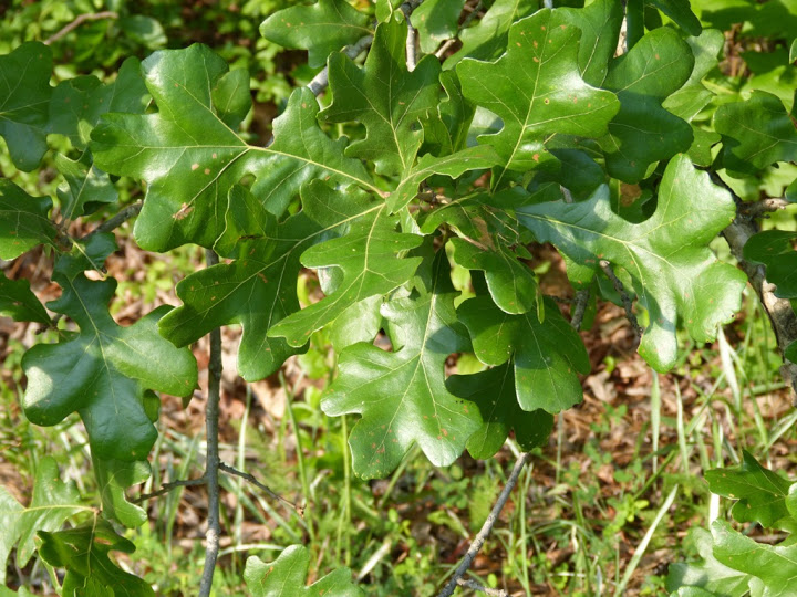 Post Oak in Wicomico Co., Maryland (7/5/2015).