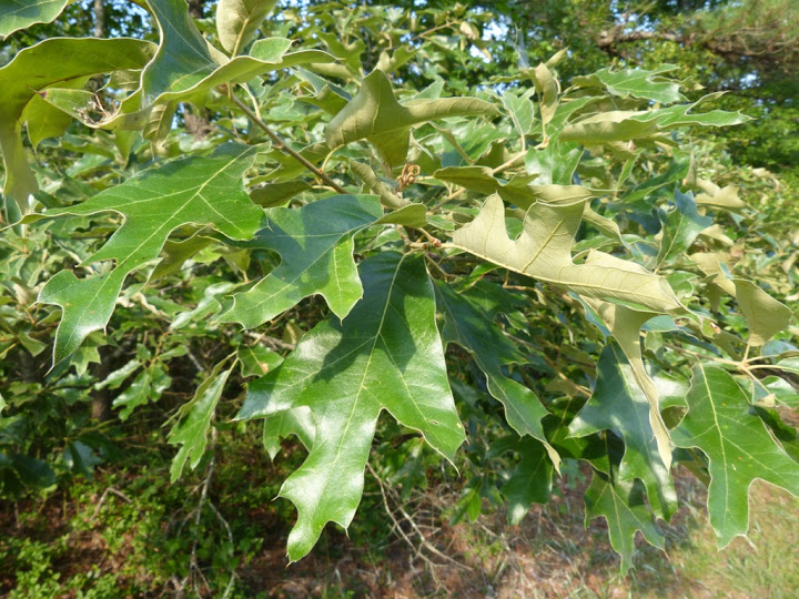 Southern Red Oak in Wicomico Co., Maryland (7/5/2015).