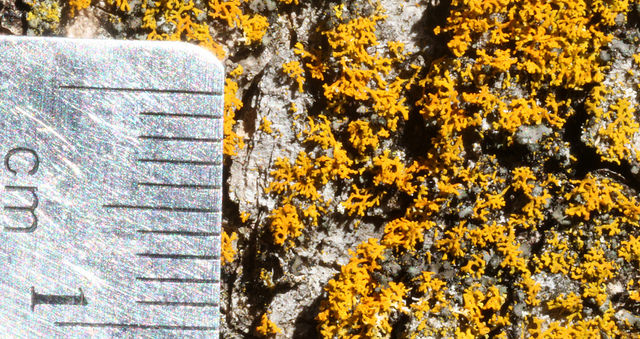 Bare-bottom Sunburst Lichen