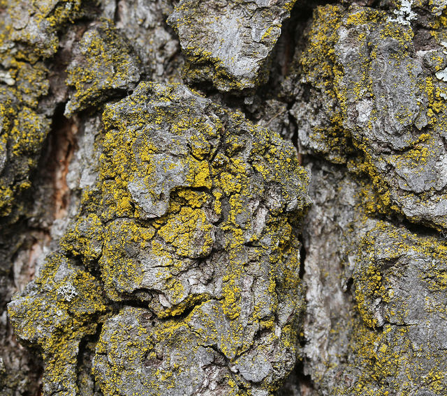 Powdery Goldspeck Lichen