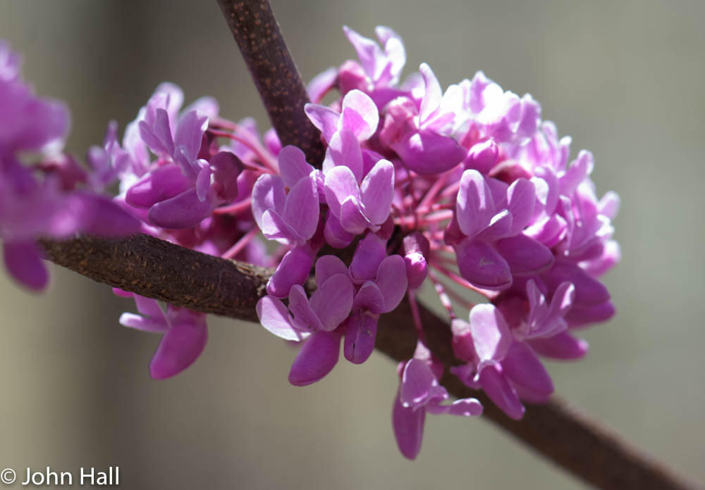 medicinal benefits of the redbud bloom