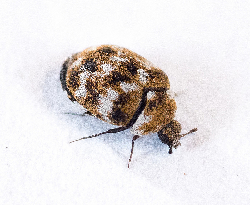 Varied Carpet Beetle - Marin/Sonoma Mosquito and Vector Control District