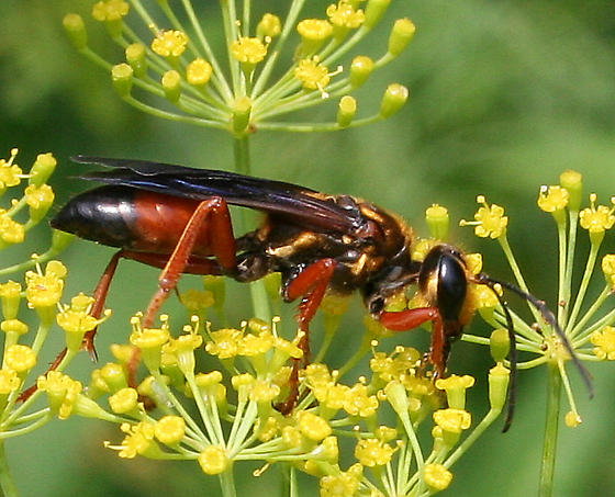 Great Golden Digger Wasp (Family Sphecidae) – Field Station